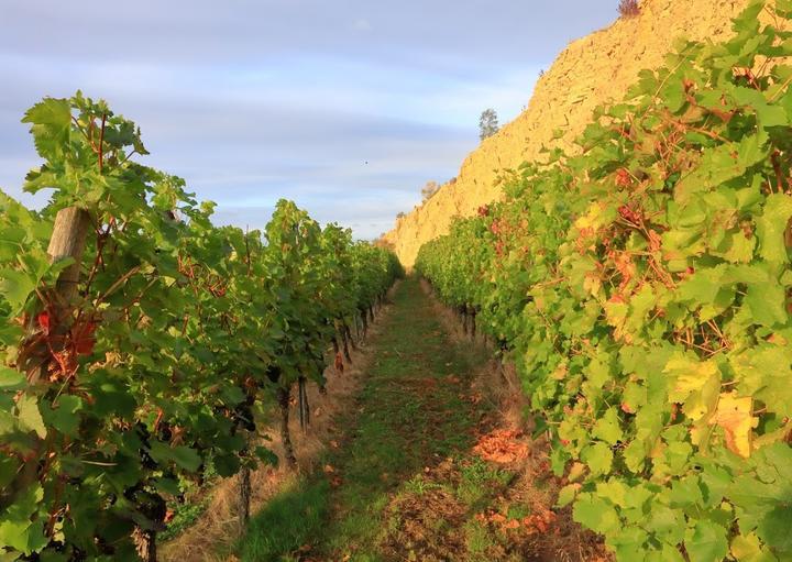 Weingut U. Lutzkendorf